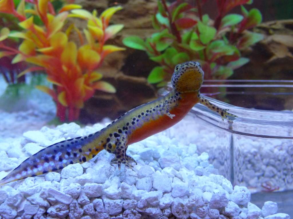 t.a. apaunus 7