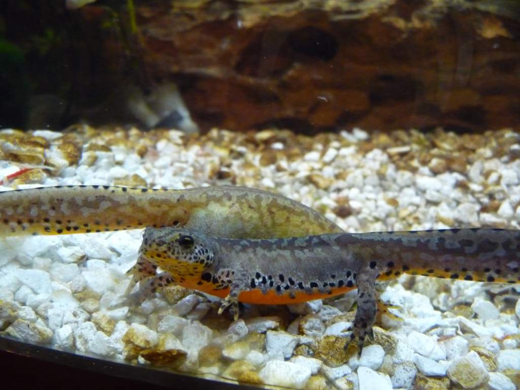 t.a. apuanus 103