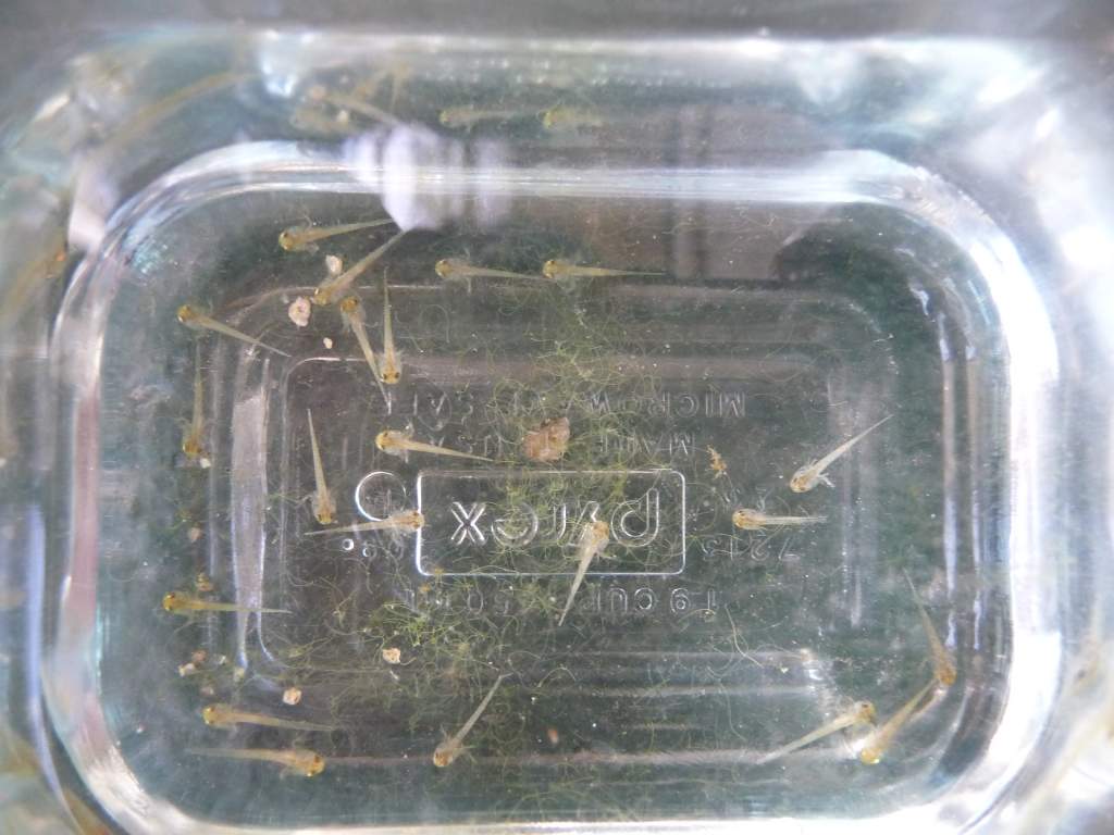 t.a. apuanus 108