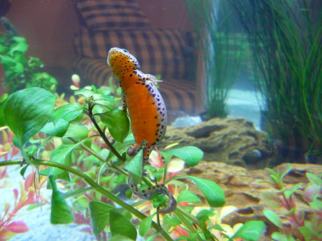 t.a. apuanus 17