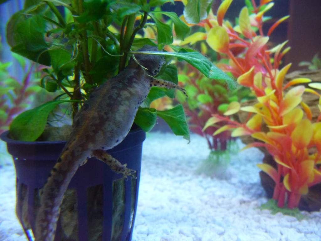 t.a. apuanus 30