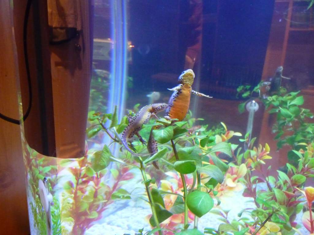 t.a. apuanus 33