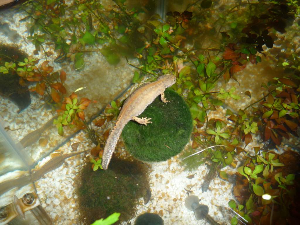 t.a. apuanus 71