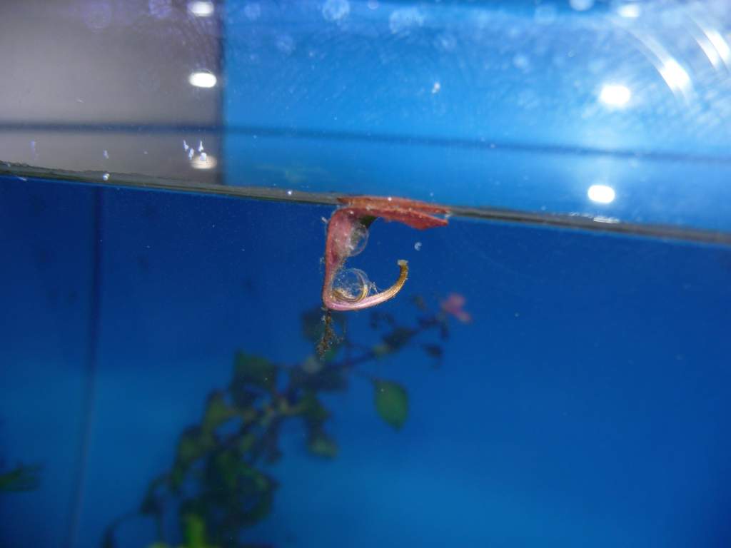 t.a. apuanus 77