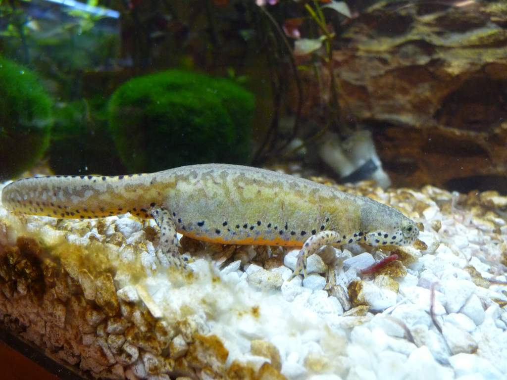 t.a. apuanus 94