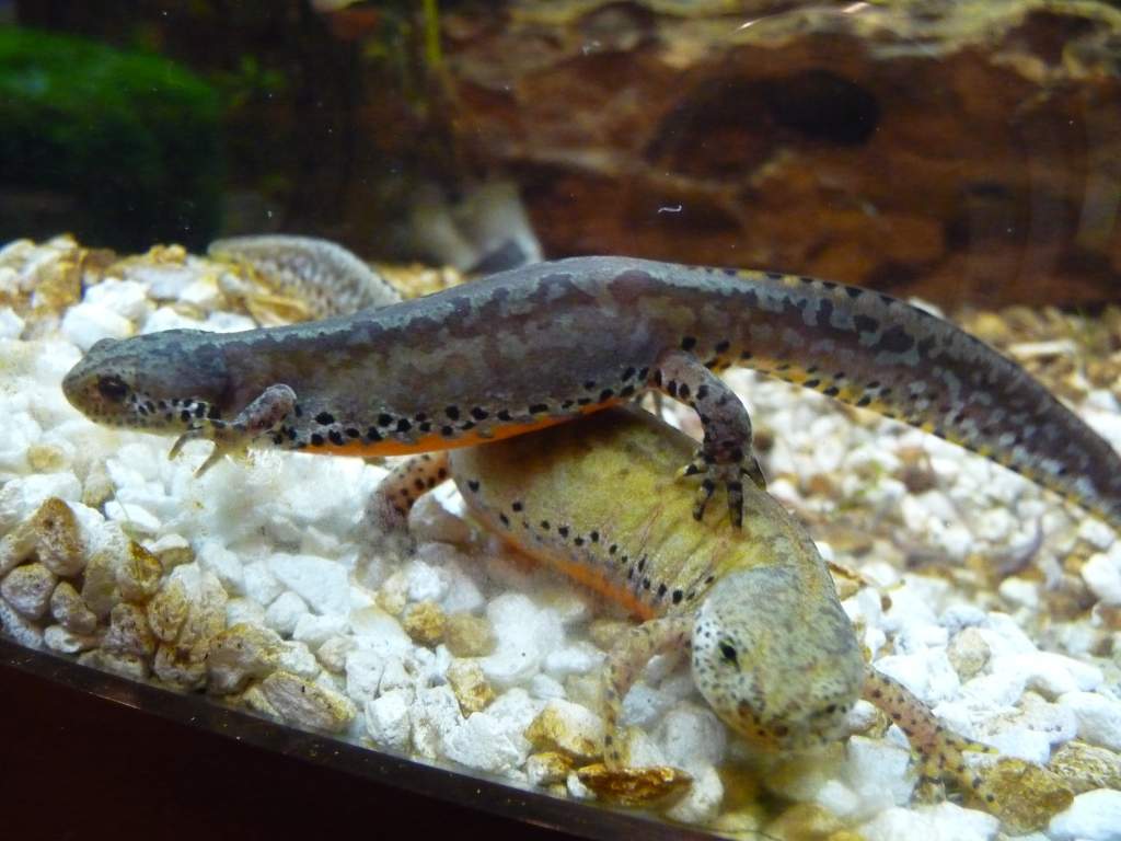 t.a. apuanus 99