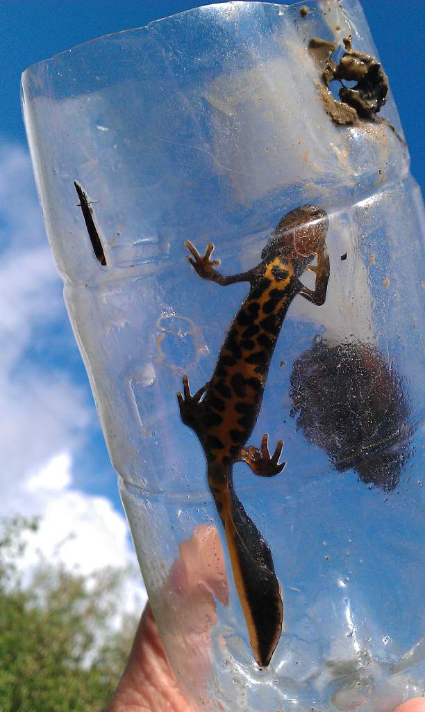 T. cristatus belly pattern