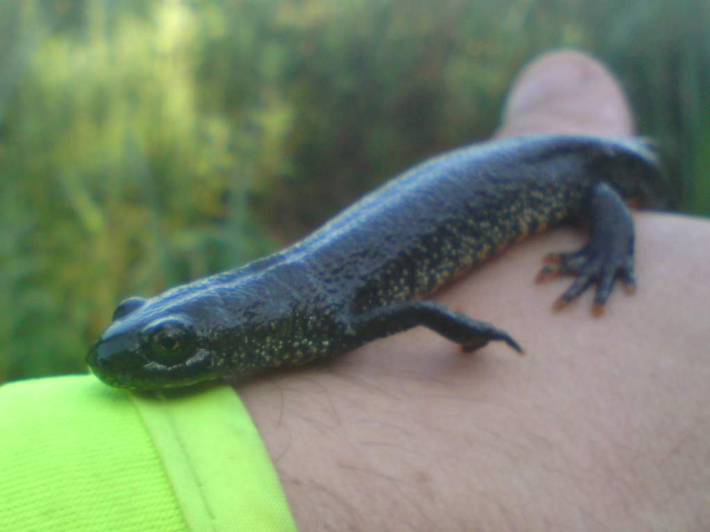 T. cristatus Female close up
