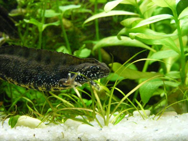 T.dobrogicus cb09 male