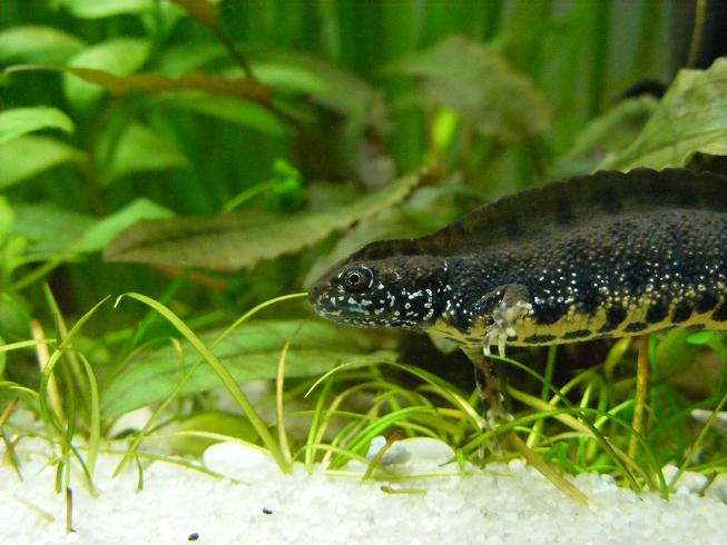 T.dobrogicus cb09 male