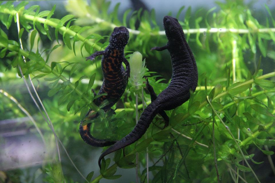 T. dobrogicus females