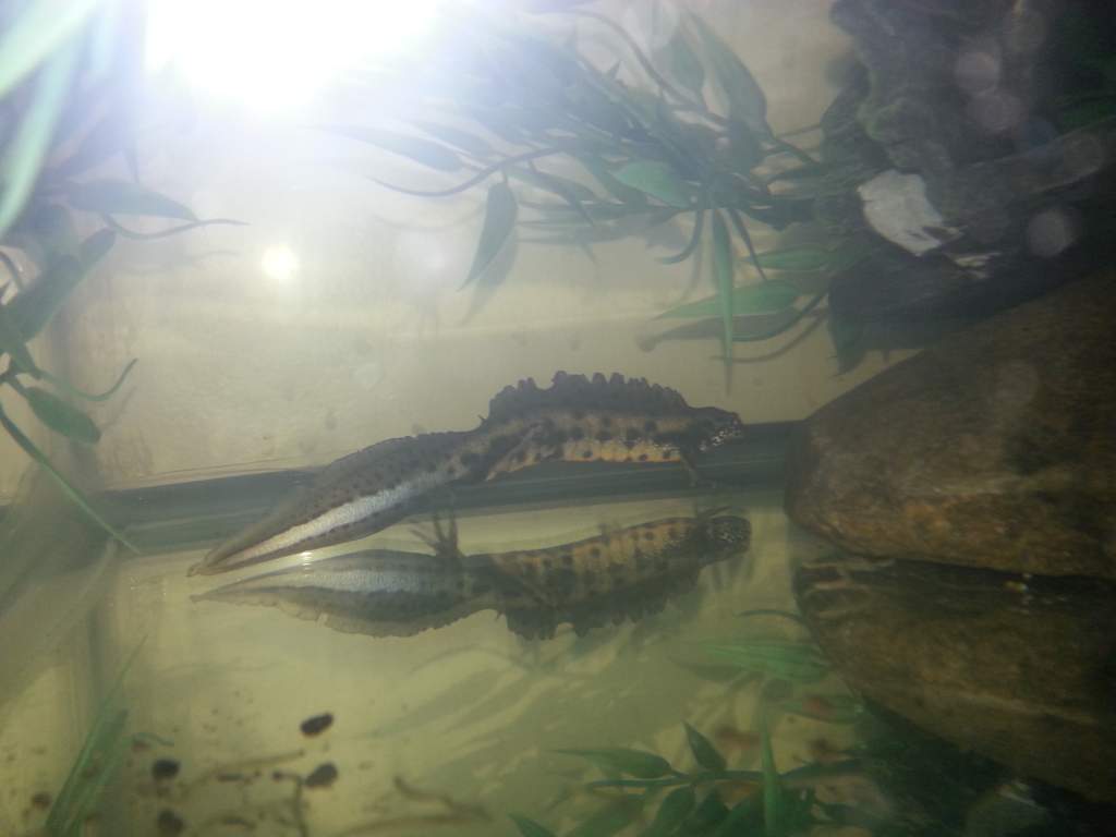T. dobrogicus- male