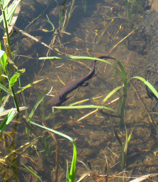 T. granulosa site2