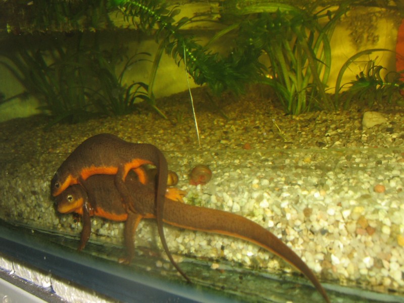 T.granulosa ukiah koppel eerste keer amplexus 1 sept 2009 (3) [800x600]