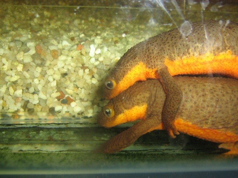 T.granulosa ukiah koppel eerste keer amplexus 1 sept 2009 (4) [800x600]