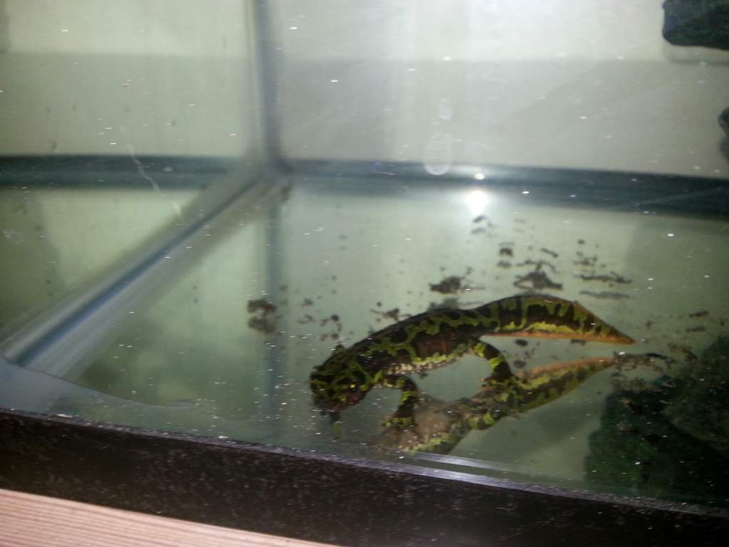 T. marmoratus (Marbled)