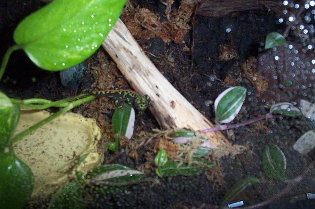 t. marmoratus