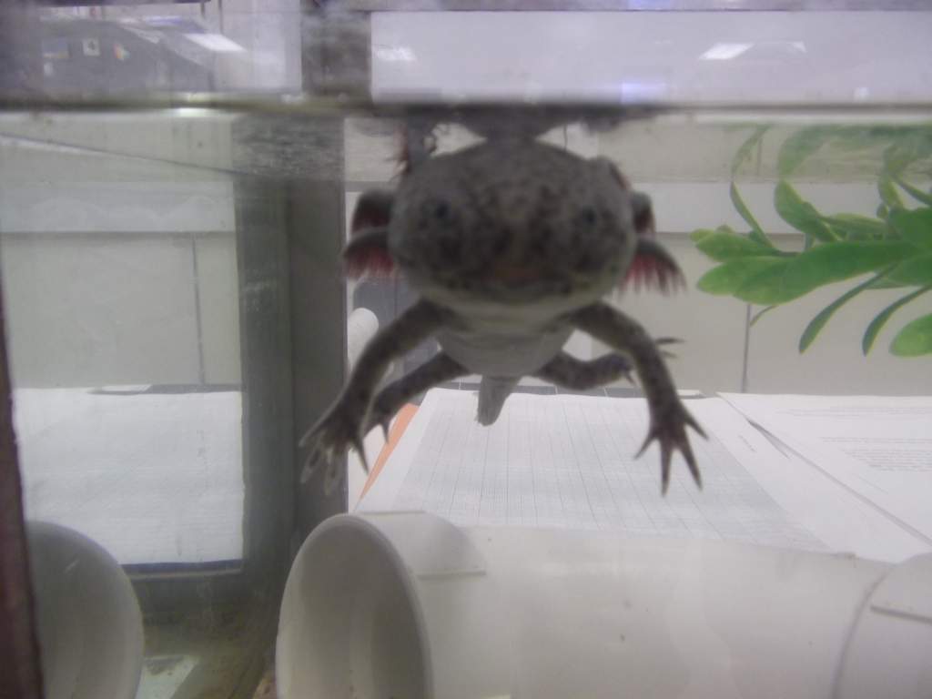 T-Rex. She is one year old, the first axie I raised from an egg.