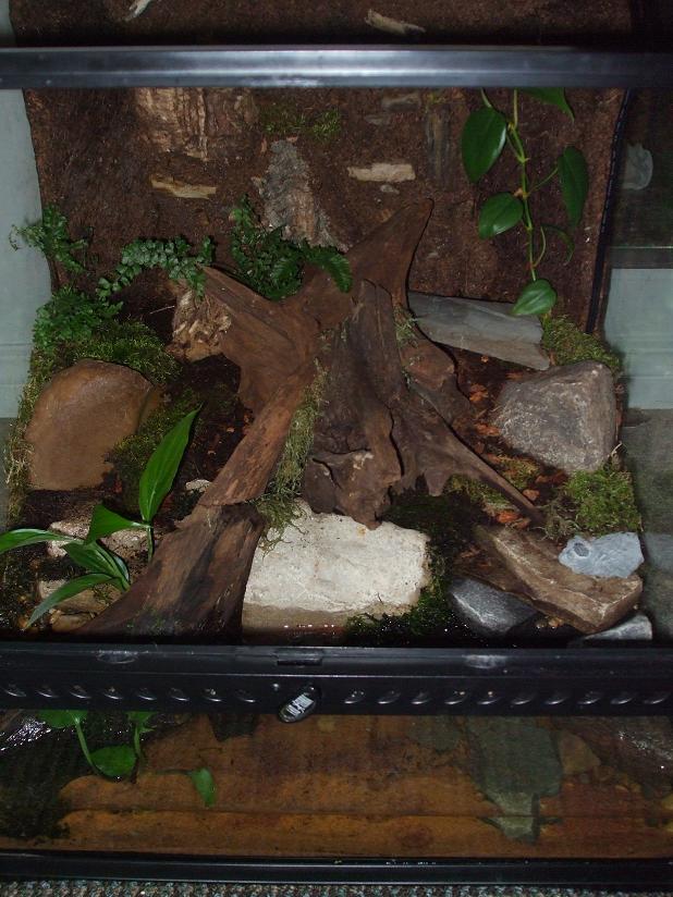 T.Shanjing woodland night