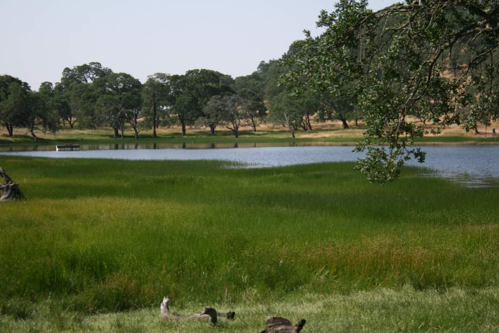 T. torosa habitat