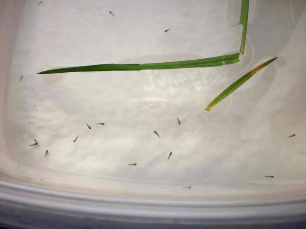 Tadpoles at two days old. 35 hatched and so far all of them are alive :)