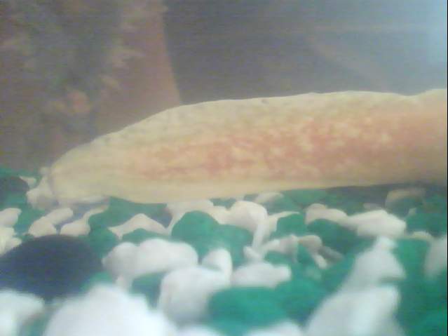 Tail