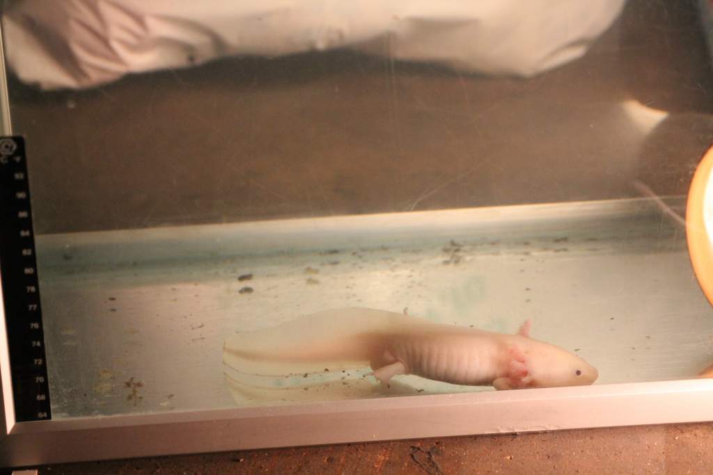 Tail :(