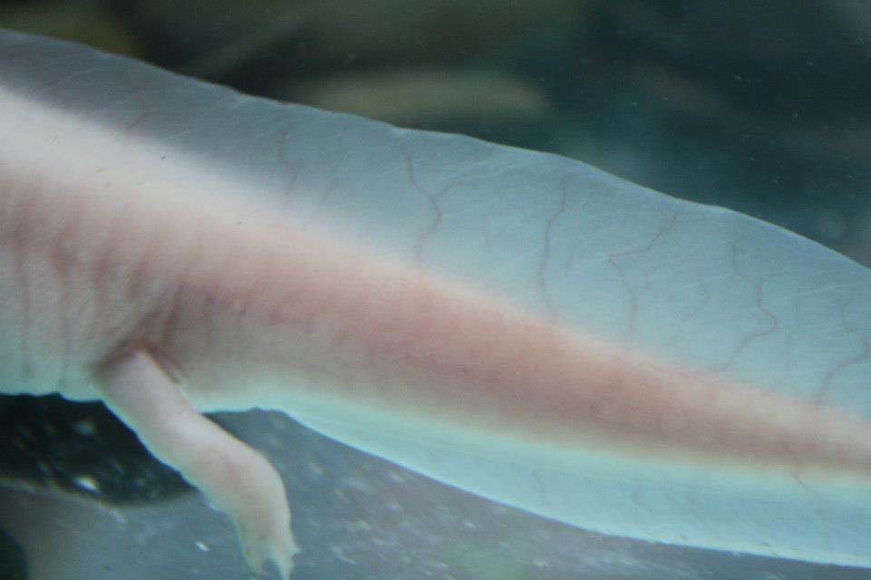 tail