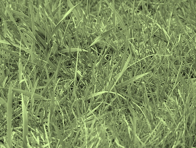 taken and modified via creative commons from http://en.wikipedia.org/wiki/File:Uncut_grass.JPG for the purpose of my blog background