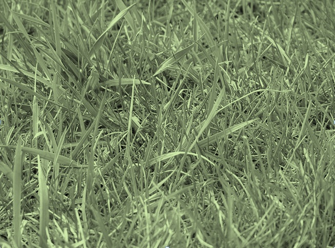 taken and modified via creative commons from http://en.wikipedia.org/wiki/File:Uncut_grass.JPG for the purpose of my blog background