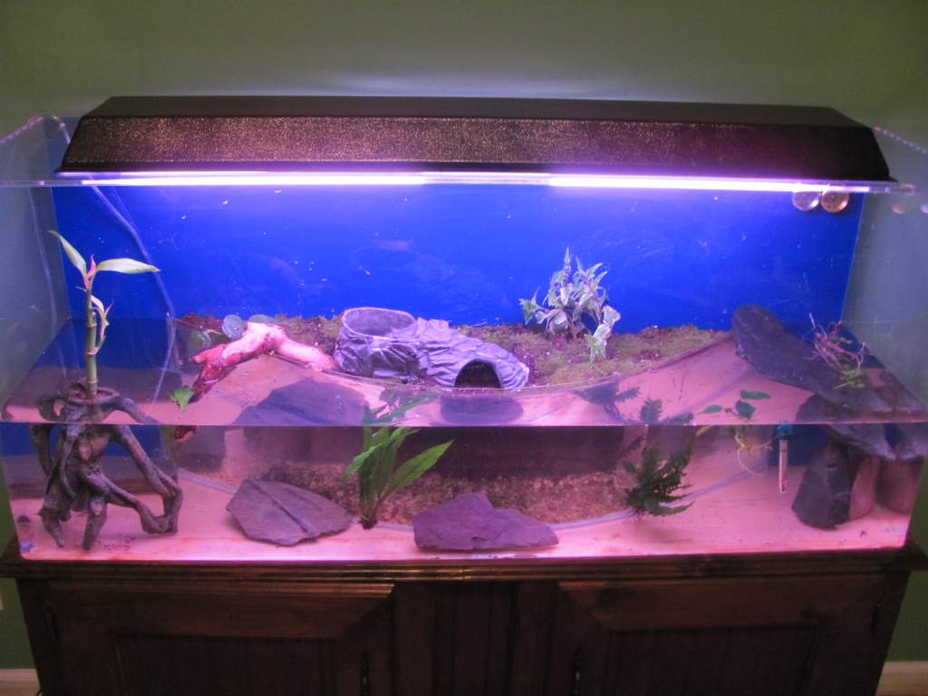 Tank "as is". I still need to raise the soil about an inch and figure some way to lead the ground into the water better.