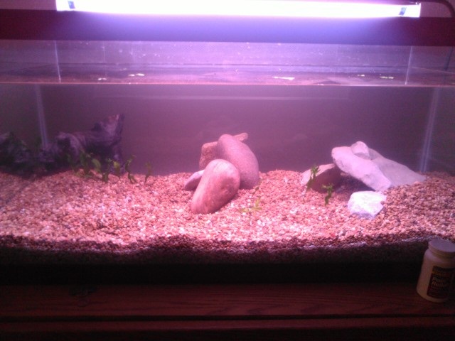 tank before i placed a glass divider