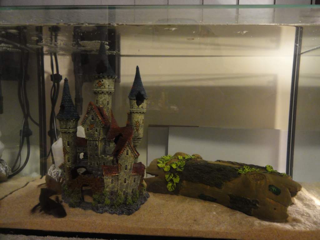 tank before plants