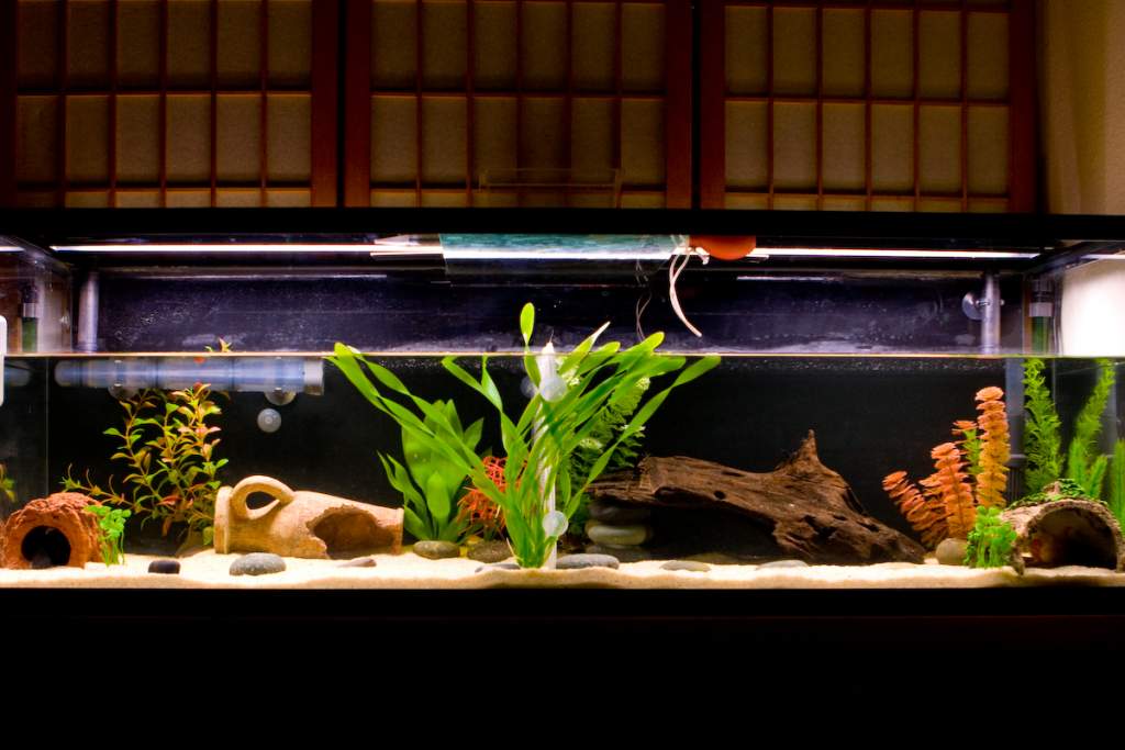 Tank for the leucistic and the melanoid.