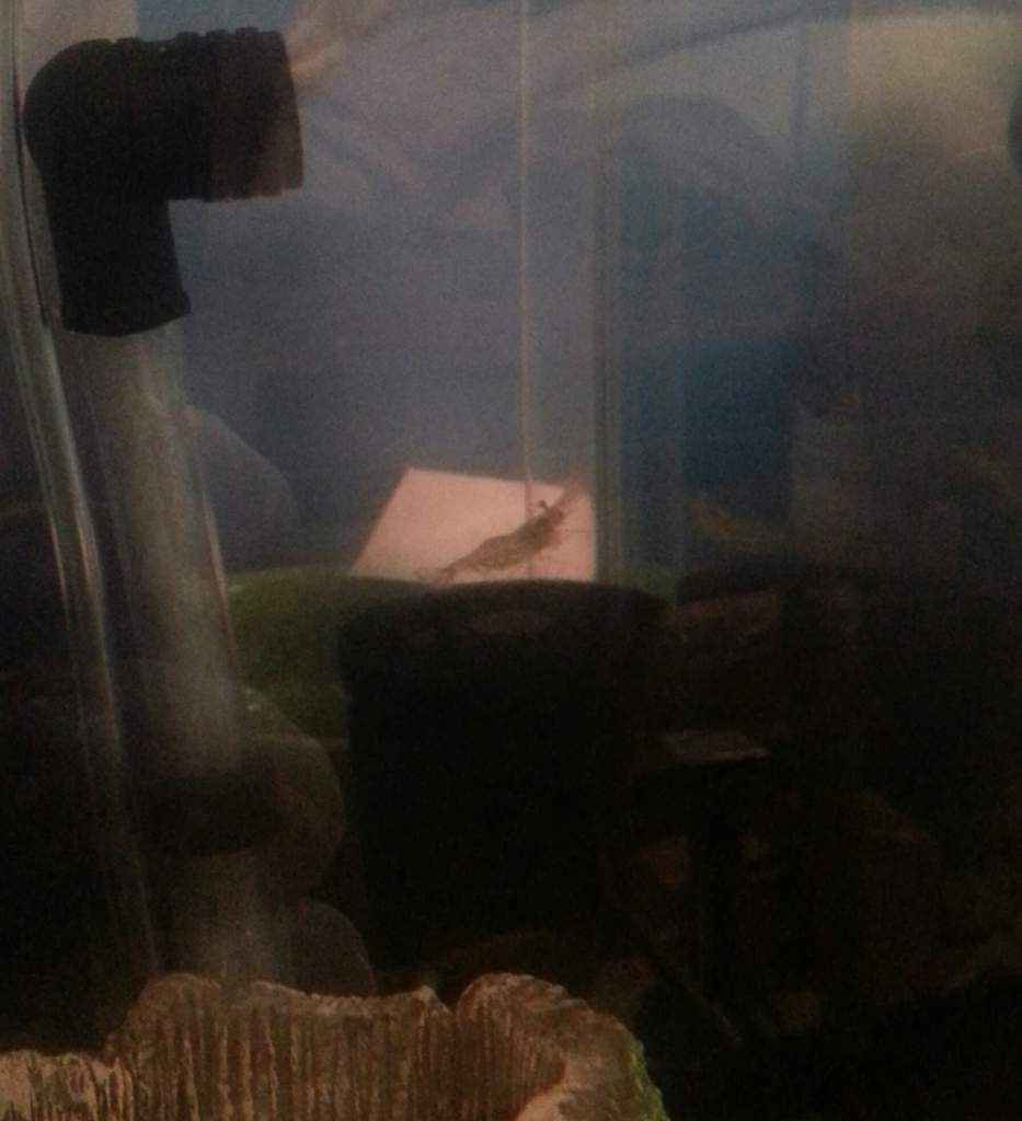 tank "friend" Carl.