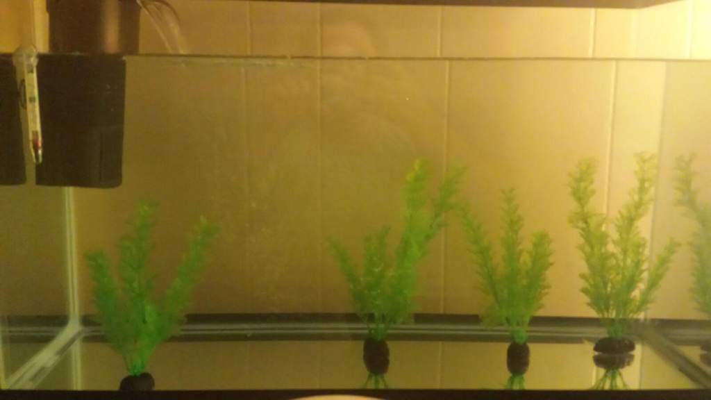 Tank has been cycling for about a week at this point. So far I have a filter, thermometer, and 4 fake plants. Many more to come.