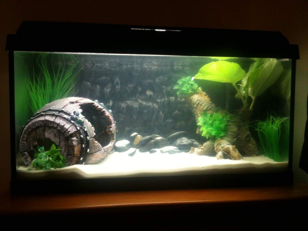 Tank looking pretty good :)
