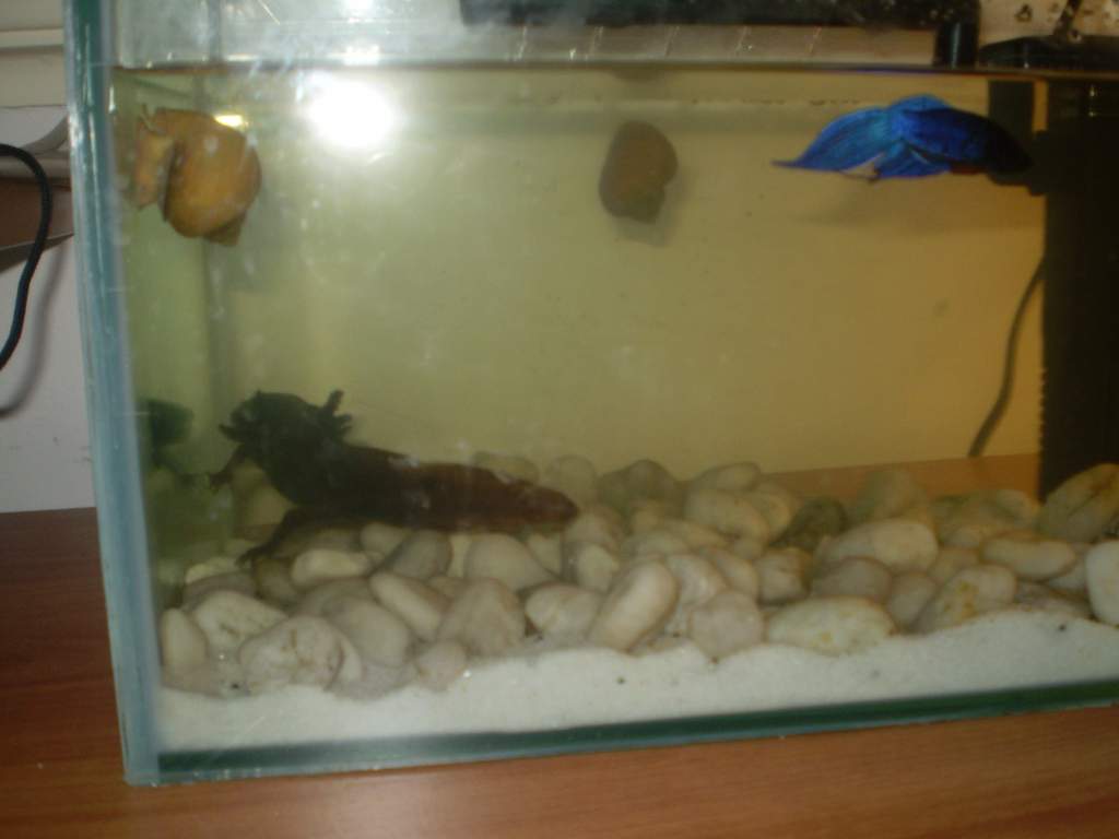 Tank mates
(2 golden snails which gladly eat Juniors poop)
(Fighter fish who is awesome!)
No tank mates have conflict with each other, so rest assure!