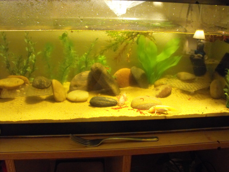 Tank Pic