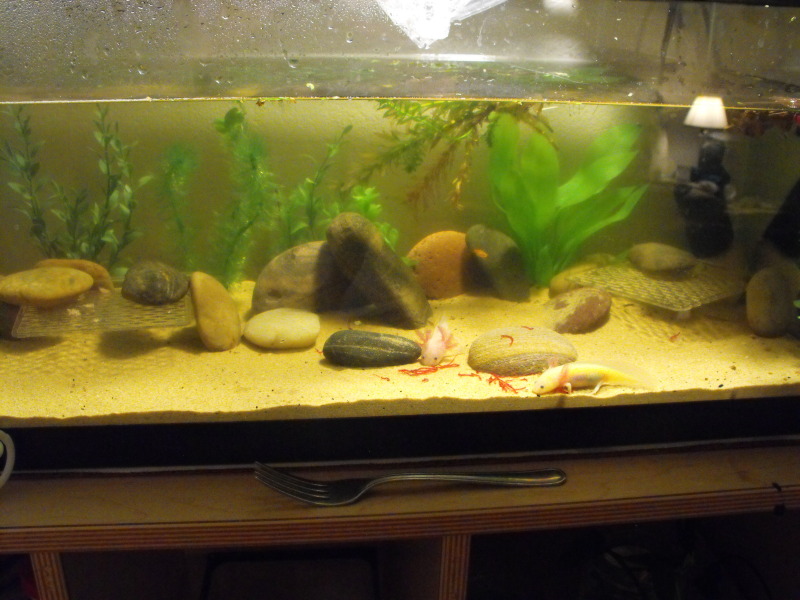 Tank Pic