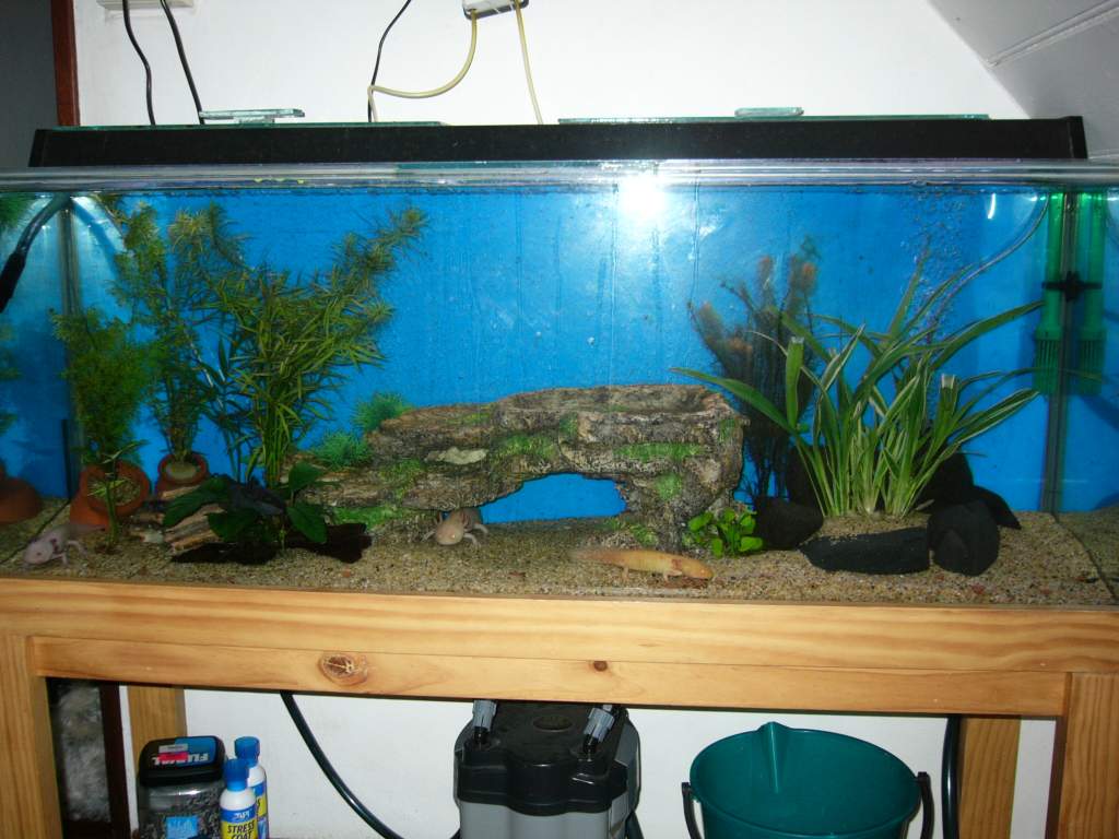 Tank setup