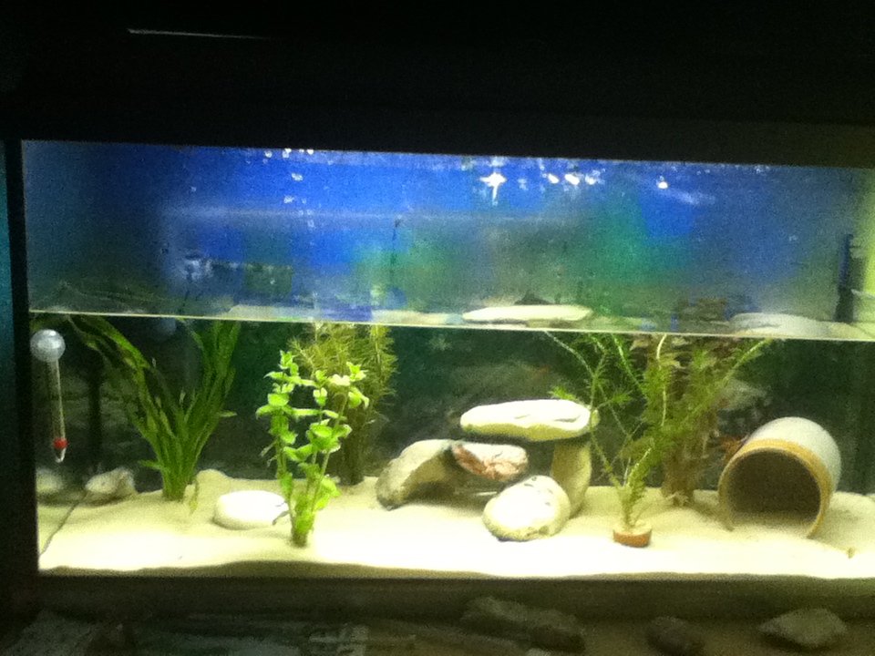 Tank view