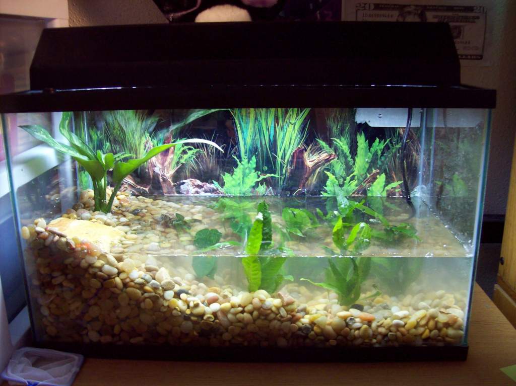 Tank with light on.

**NOTE: Water appears cloudy because it was very recently dumped into the tank just before the photos were taken, as well as nume