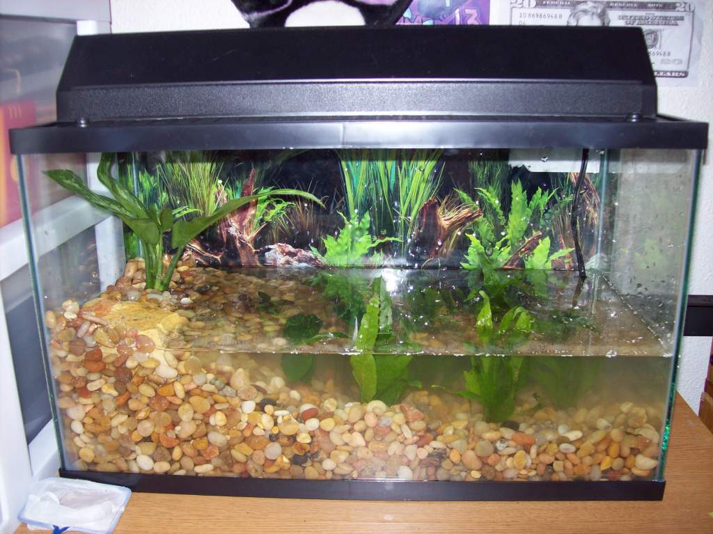 Tank without light on.

**NOTE: Water appears cloudy because it was very recently dumped into the tank just before the photos were taken, as well as n