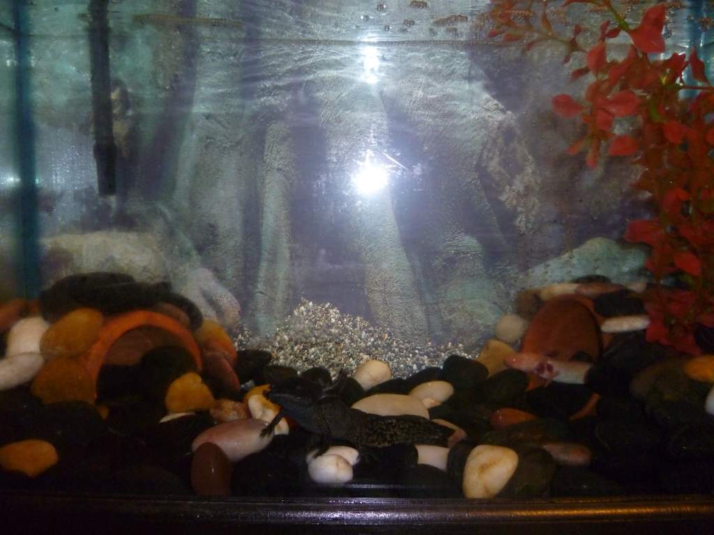 tank