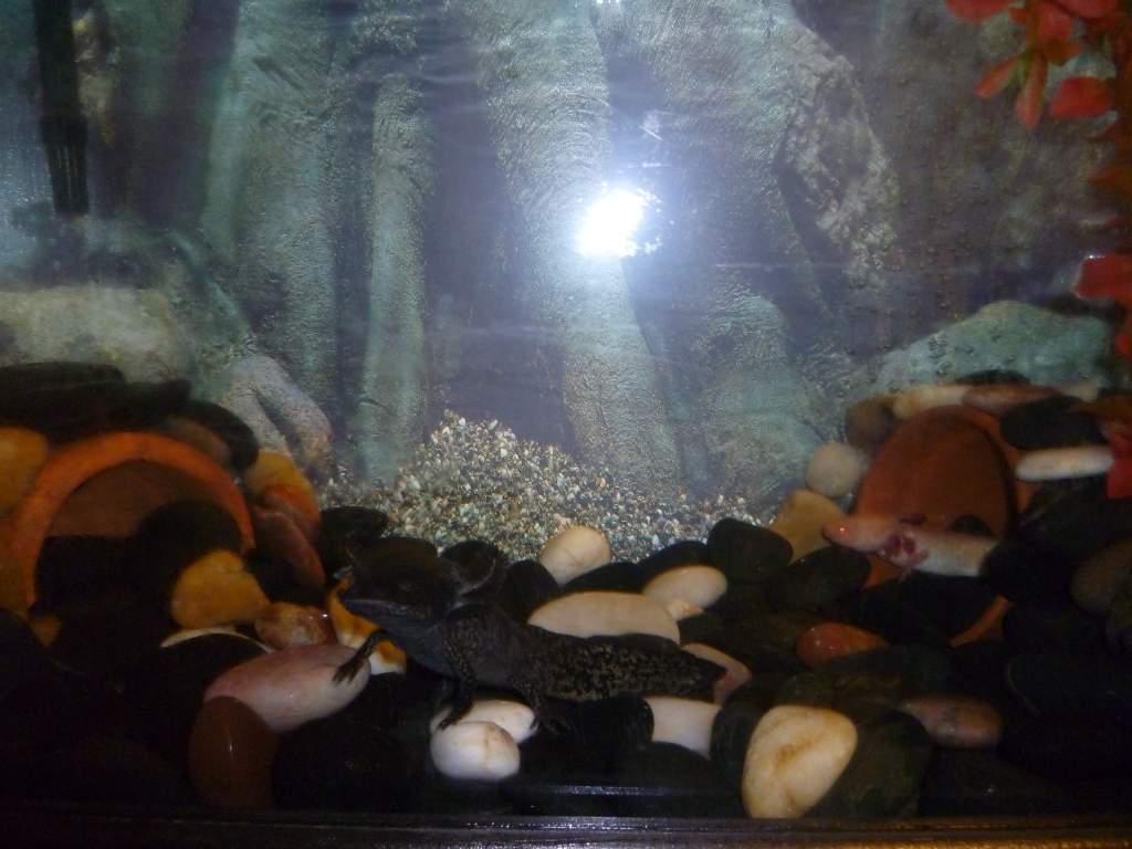 tank