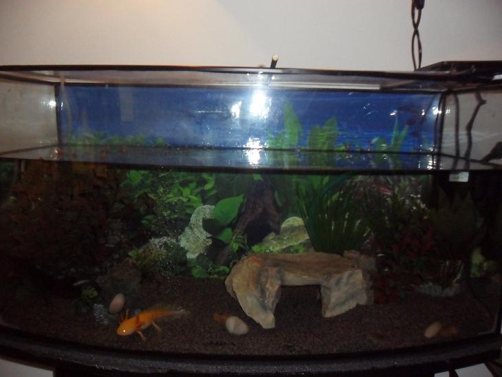 tank