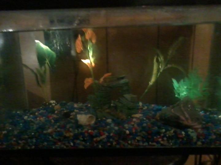 tank