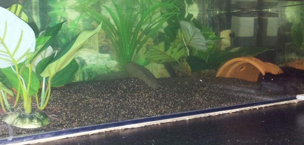 tank