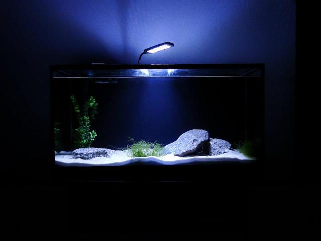 Tank